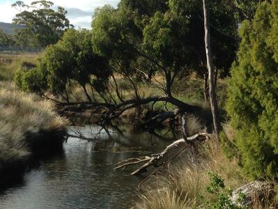 looking up MacLaines Creek