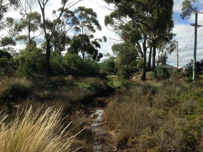 looking up MacLaines Creek