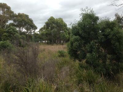 native grass and trees
