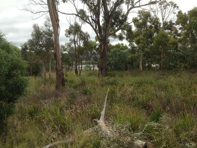 native grass and trees