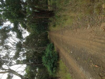looking along the track