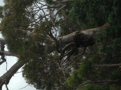big, old bluegum tree