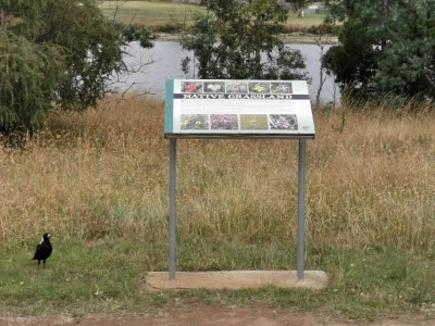 native grass information panel