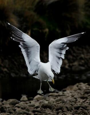 Kelp Gull