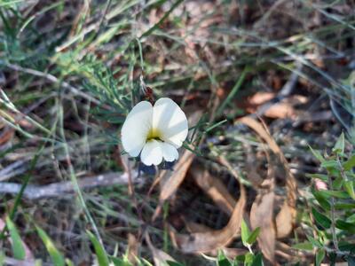white wild flower