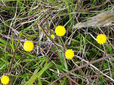 yellow wild flowers