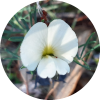 white wild flower